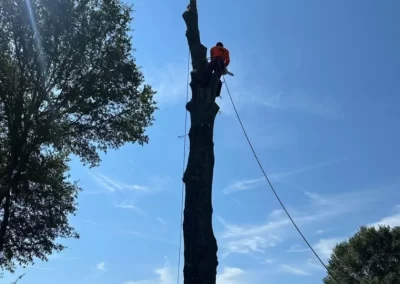 Affordable Tree Removal