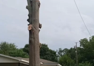 Professional Tree Removal