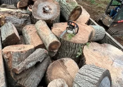 Reliable Tree Removal