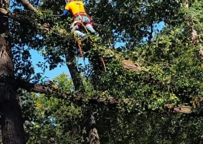 Top-notch Tree Trimming