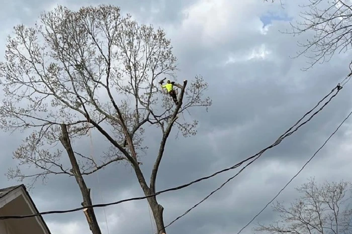 Tree Company in Greenville, SC
