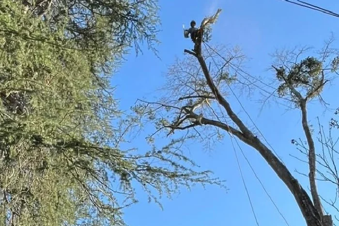 Tree Trimming